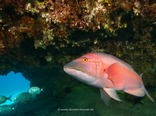 Aquanautic Club Lanzarote-卡门港必去景点