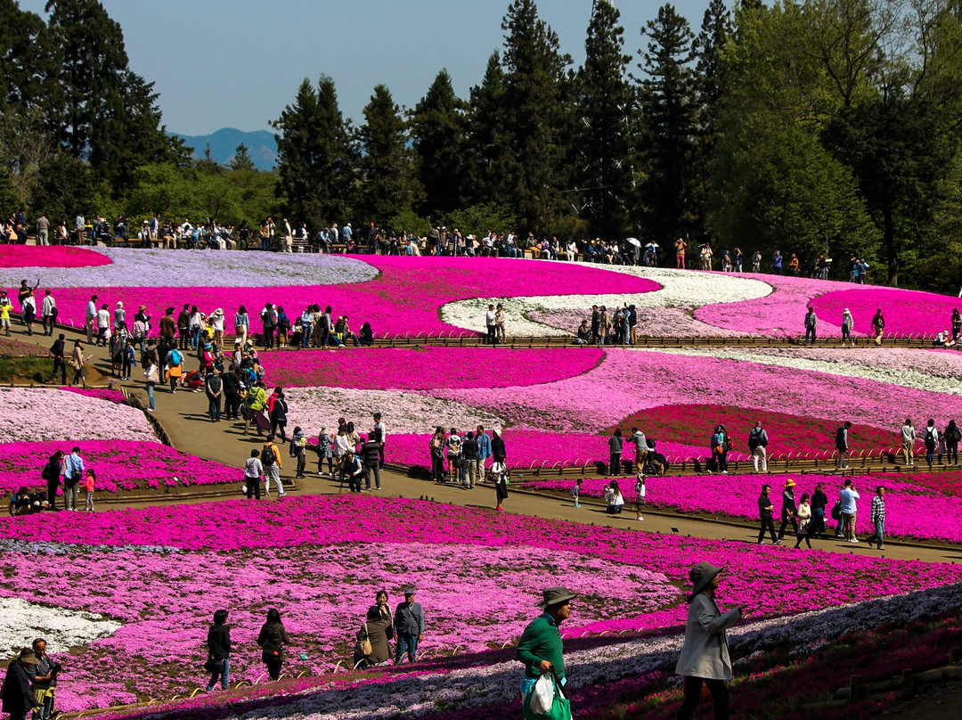 Hitsujiyama Park-秩父市必去景点