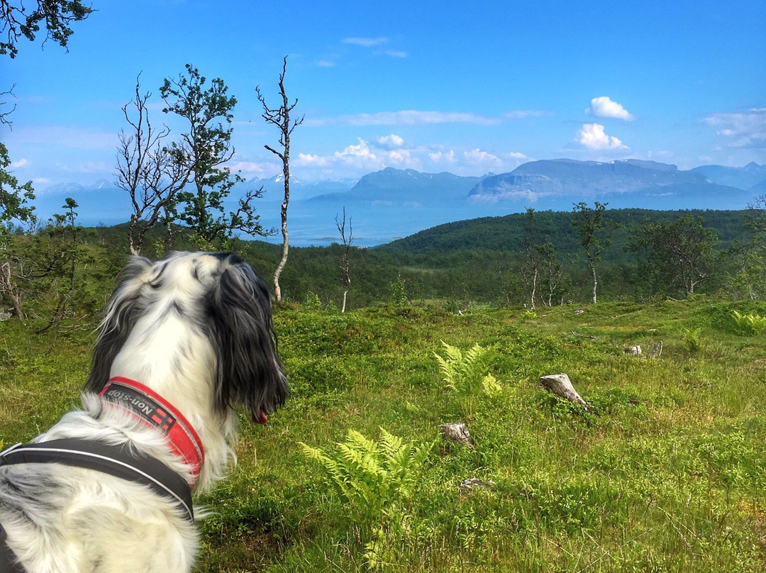 Mountain Hike to Musvannet-Harstad必去景点