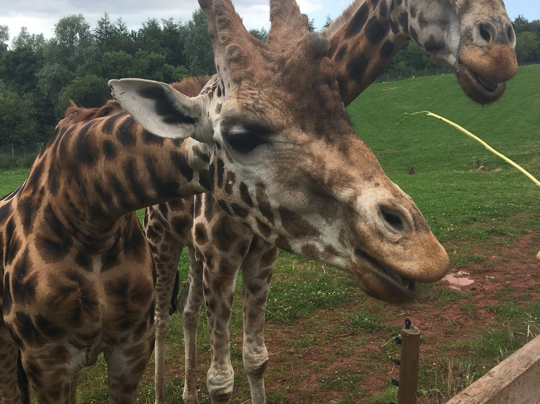 South Lakes Safari Zoo景点图片