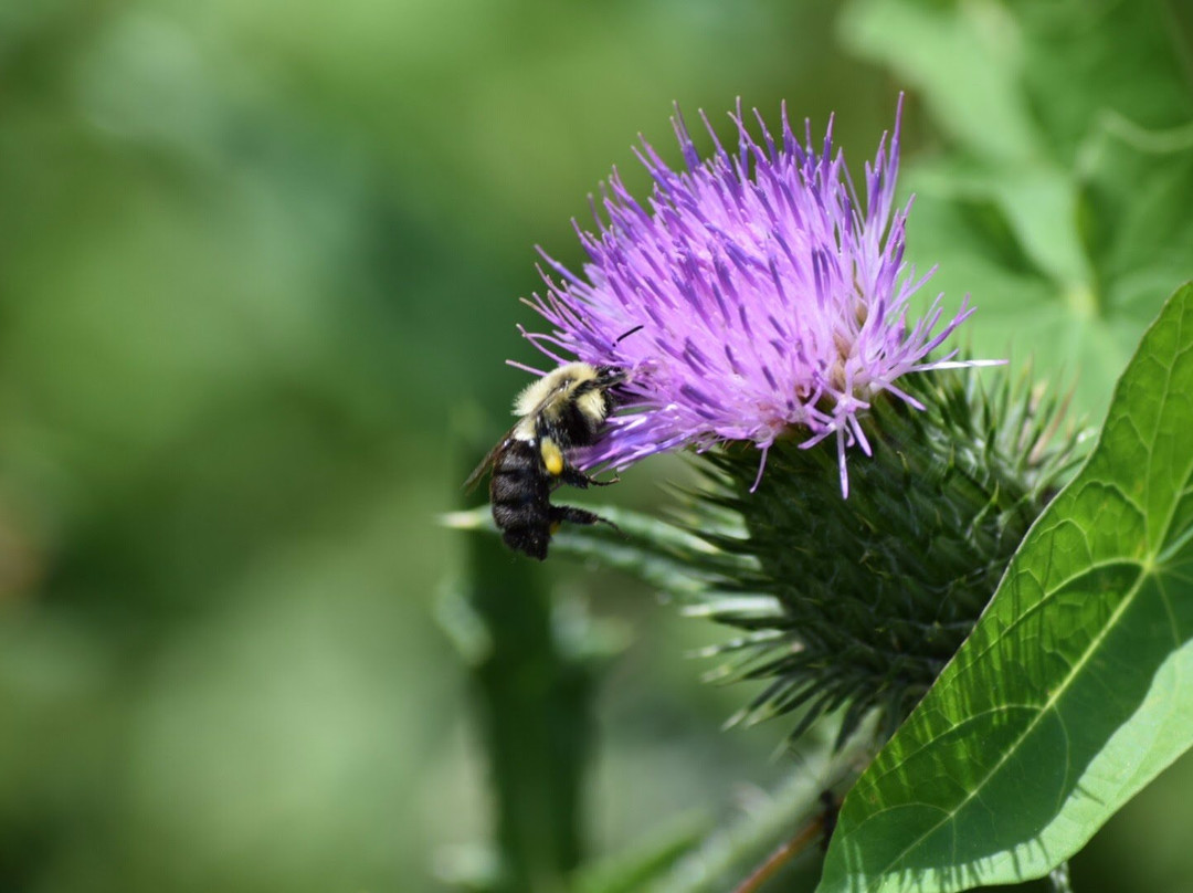 Arcadia Management Area-Hopkinton必去景点