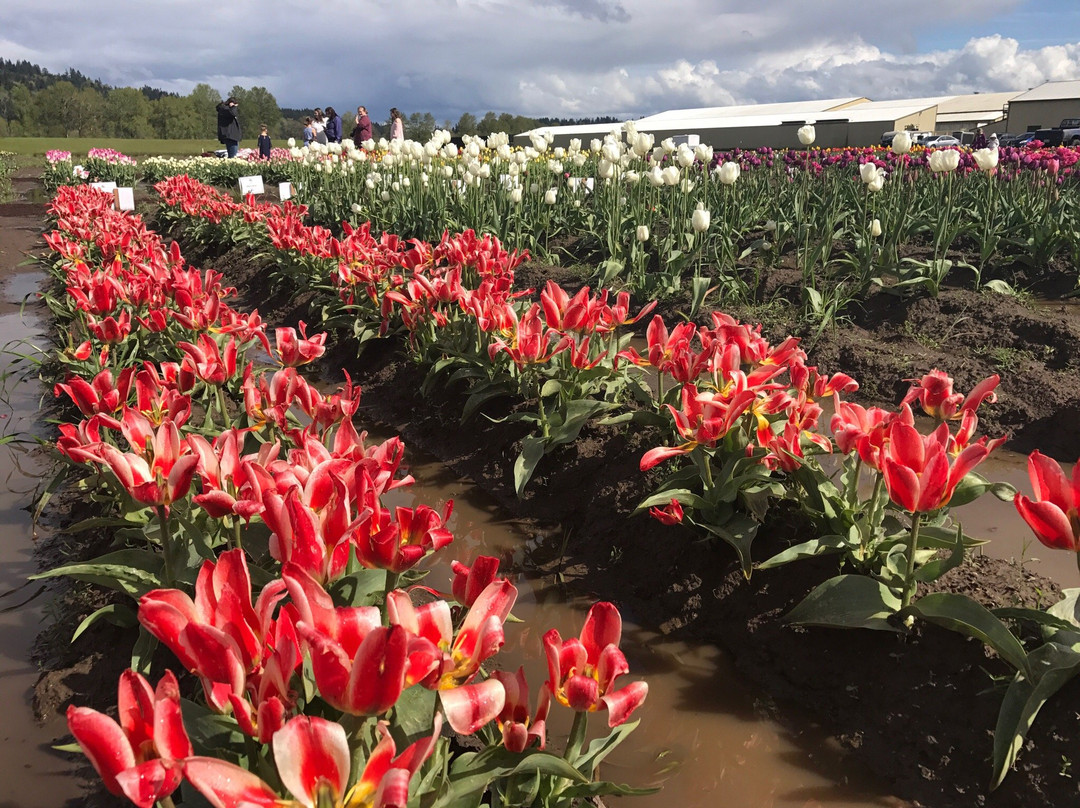 Holland America Bulb Farms景点图片