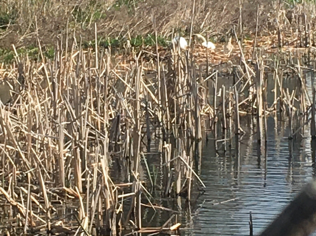 Stonebridge Pond景点图片