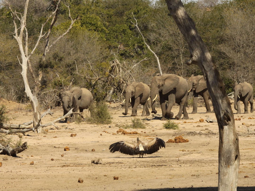 Little 5 Safaris-霍德斯普鲁特必去景点