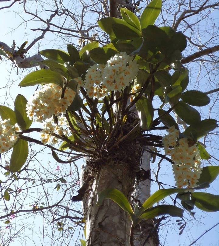 Troh Bu  Botanic Garden景点图片
