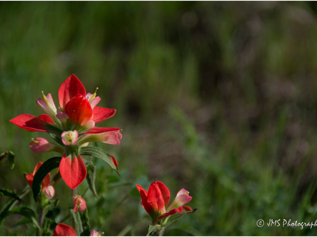 Bluebonnet Park-恩尼斯必去景点