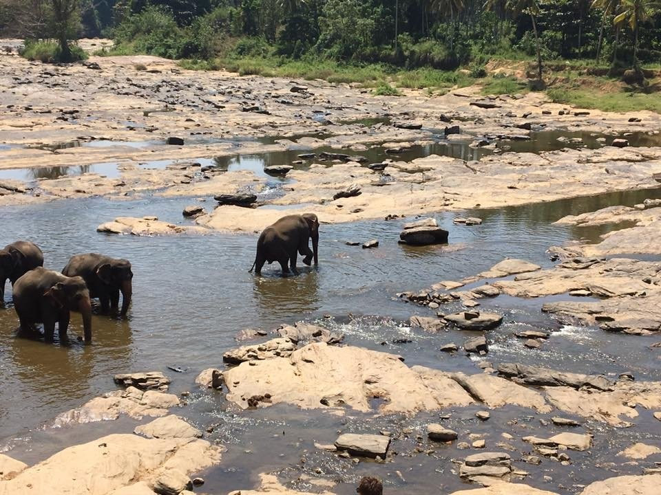 Pinnawala Jumbos-凯格勒 必去景点