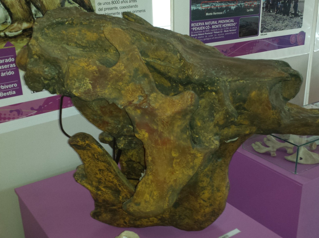 Museo Municipal De Ciencias Naturales Vicente Di Martino-Monte Hermoso必去景点