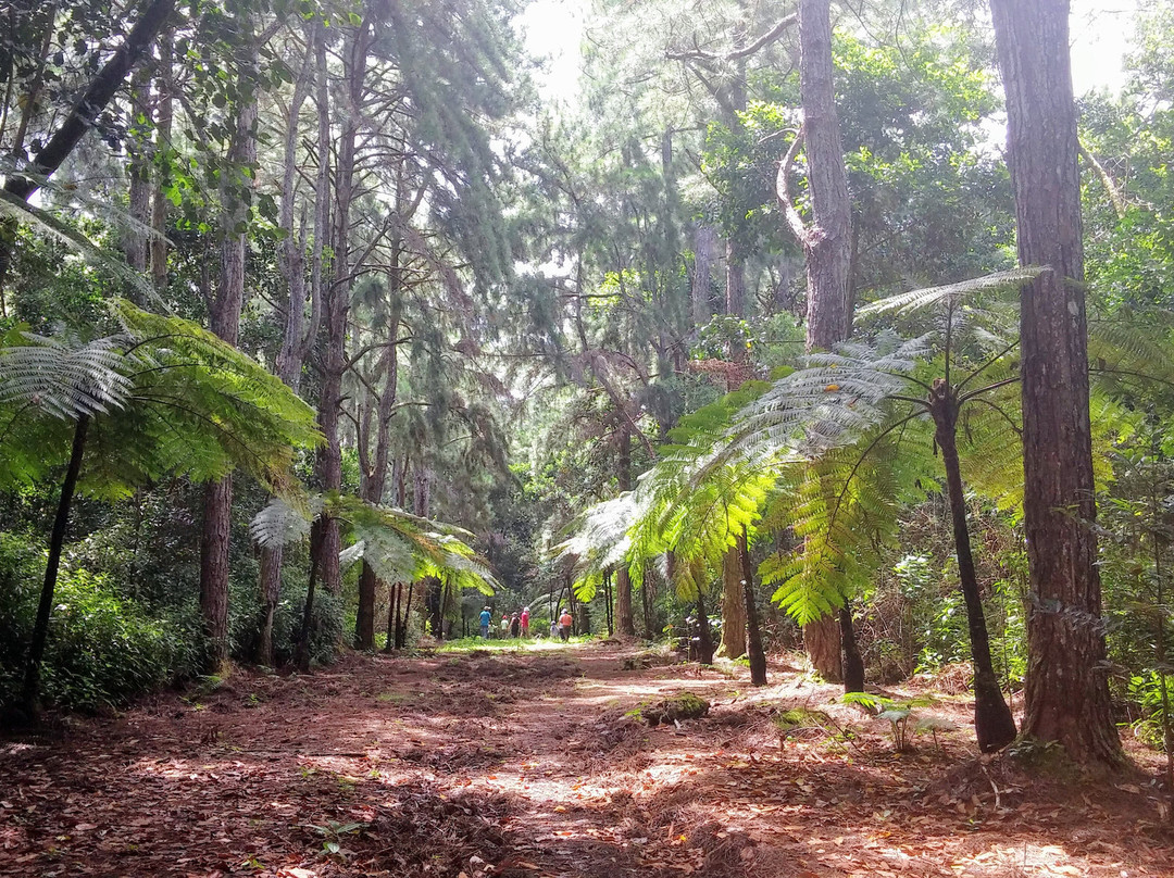 Sophie Nature Walk-Vacoas必去景点