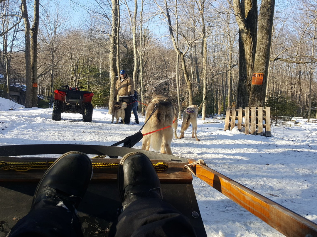 Arctic Paws Dog Sled Tours景点图片