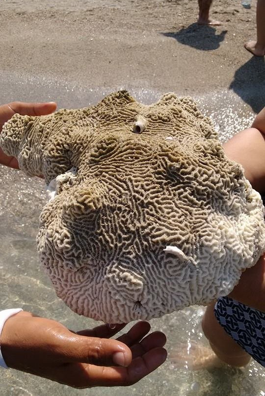 Cancuncito Reserva Arrecifal-韦拉克鲁斯必去景点