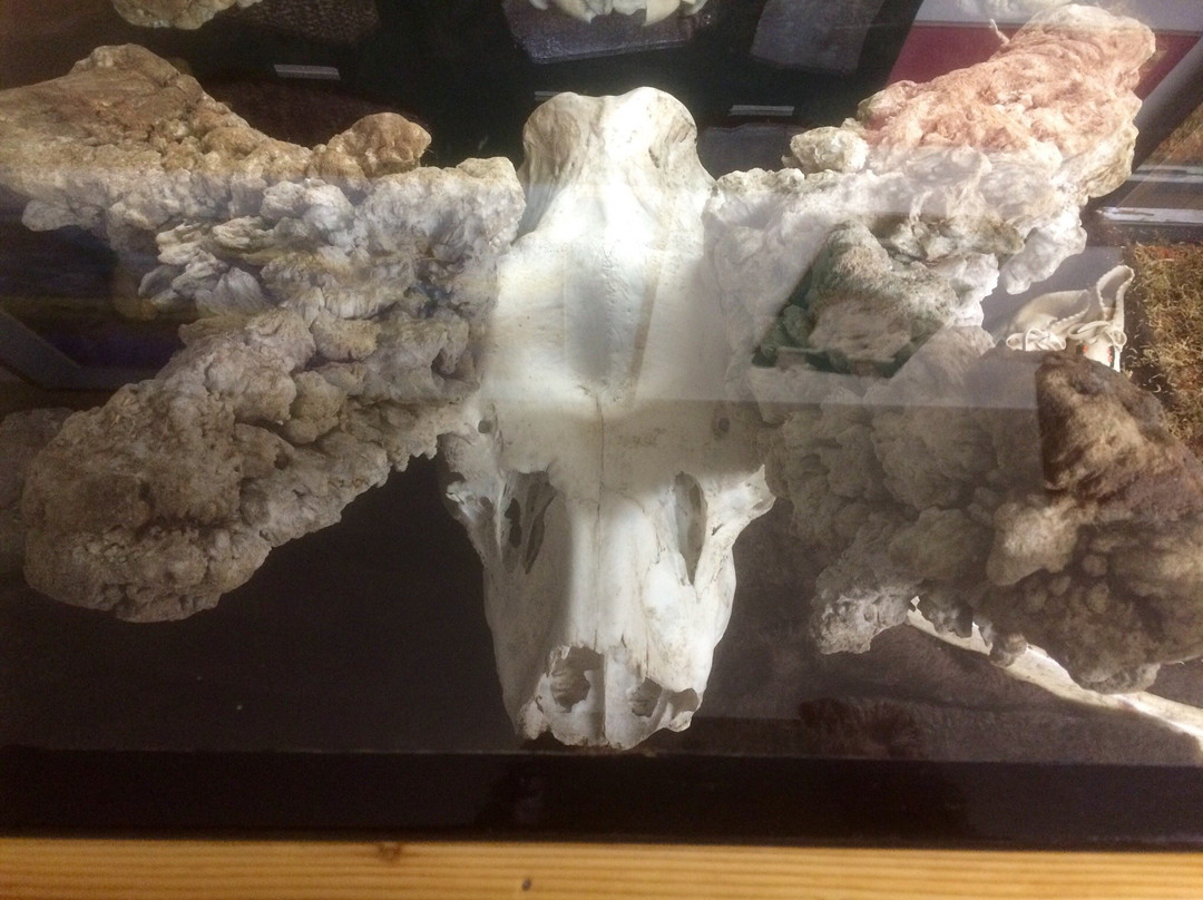 Lakes District Museum Society-Burns Lake必去景点