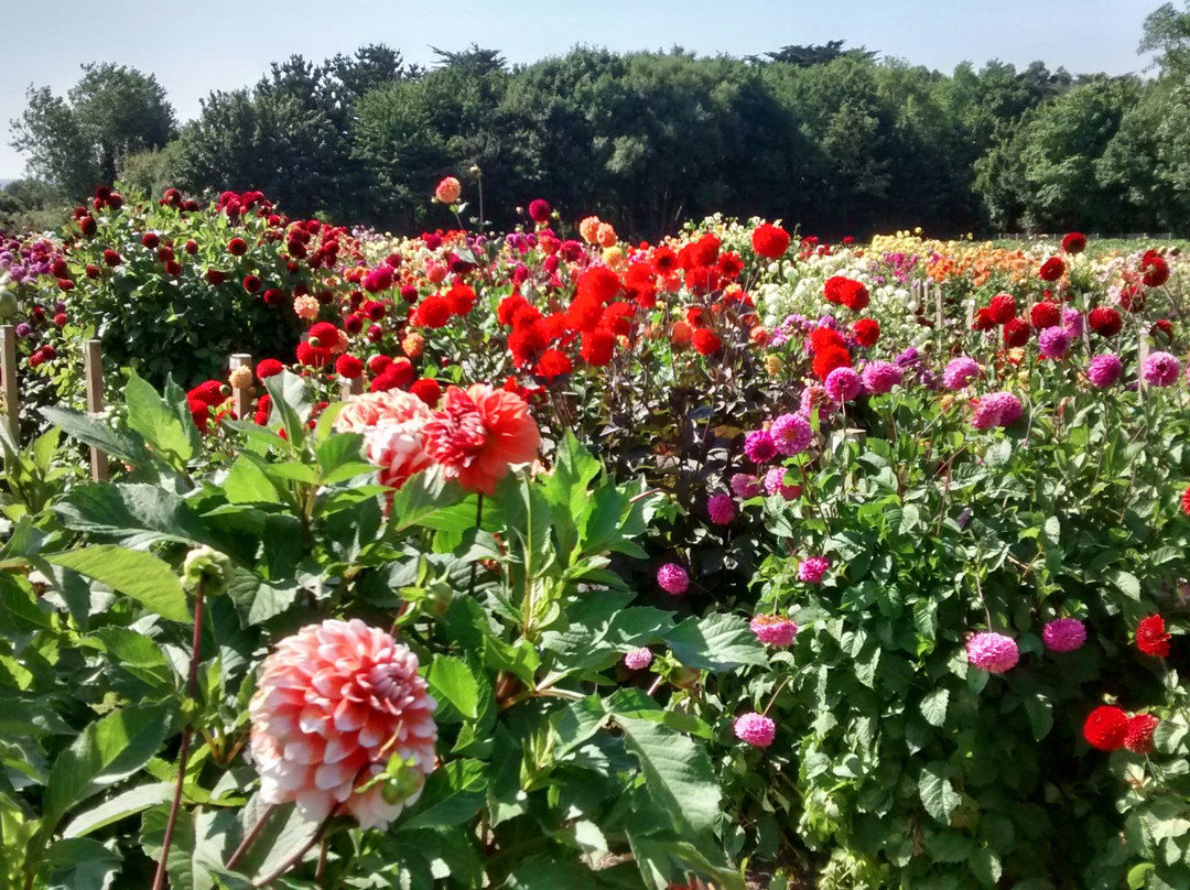 National Dahlia Collection-彭赞斯必去景点
