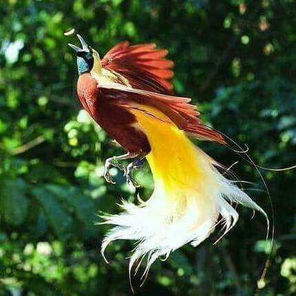 Hotel Noken Timika主图