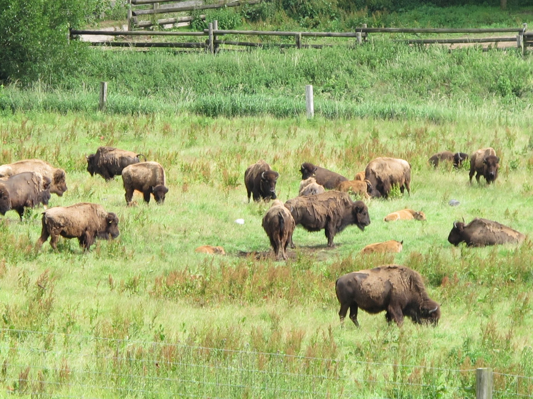 Ditlevsdal Bison Farm-Morud必去景点