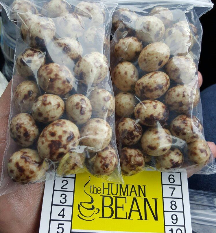 The Human Bean Bandon