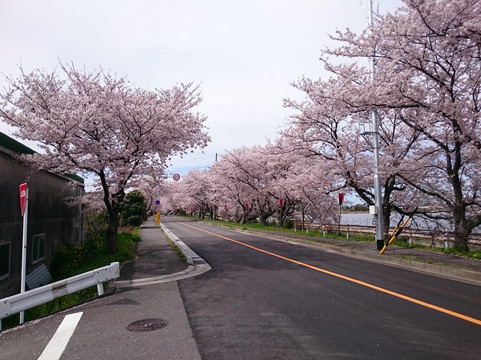Row of Cherry Trees in Nabeta Riverbank-木曾岬町必去景点