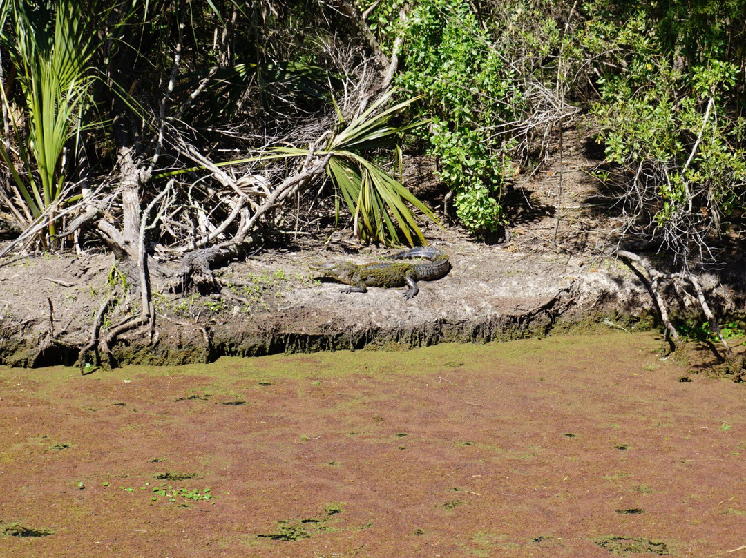 Beach Rentals And More-费尔南迪纳岛必去景点