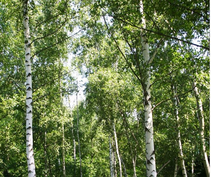 Berezovaya Roshcha-秋明必去景点