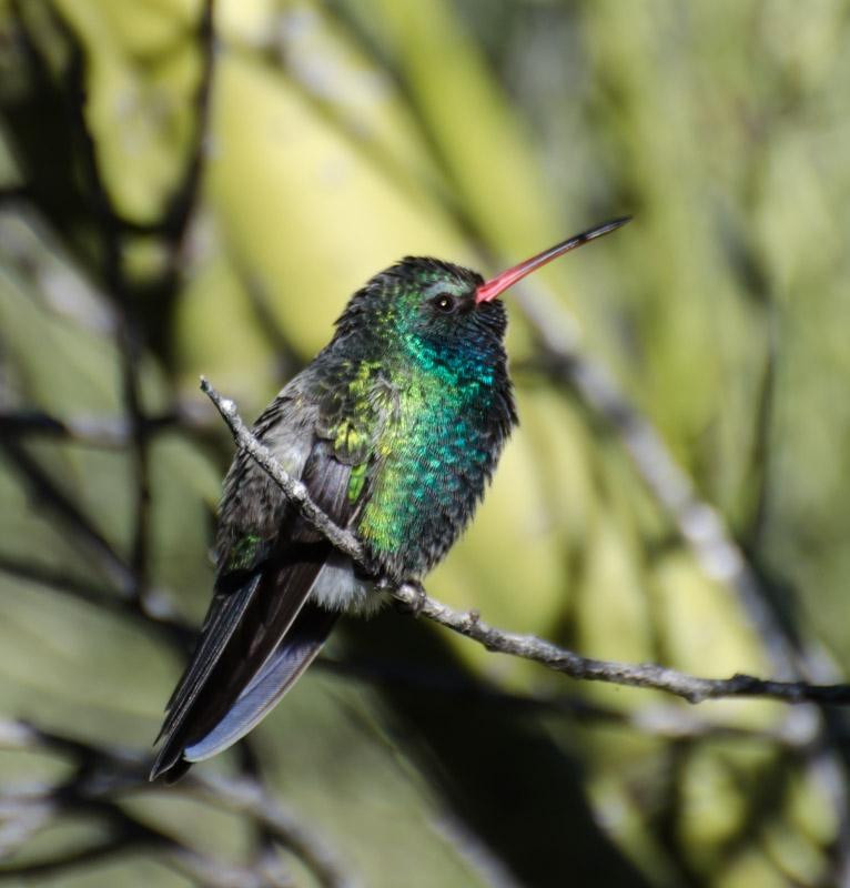 Cascabel旅游景点-Tucson Wildlife Center