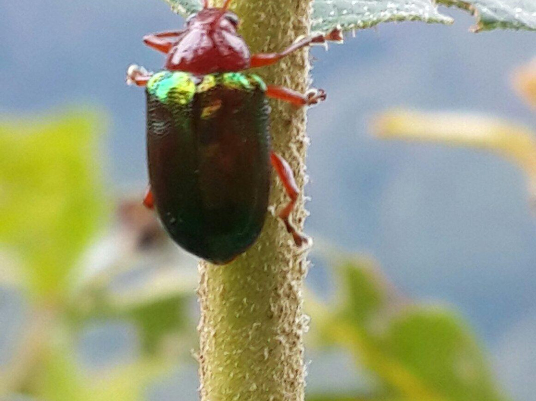 Jukumari Tours - Day Tours-Samaipata必去景点