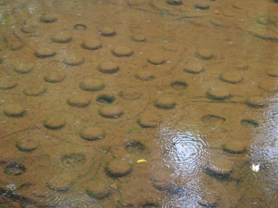Kulen Prumep Wildlife Sanctuary景点图片