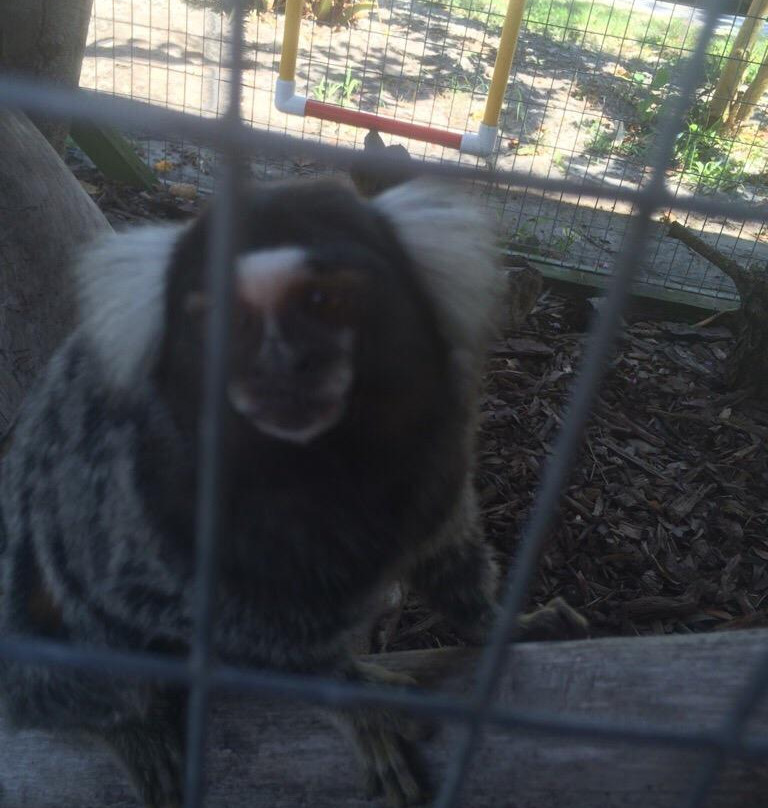 Horse Power for Kids & Animal Sanctuary-坦帕必去景点