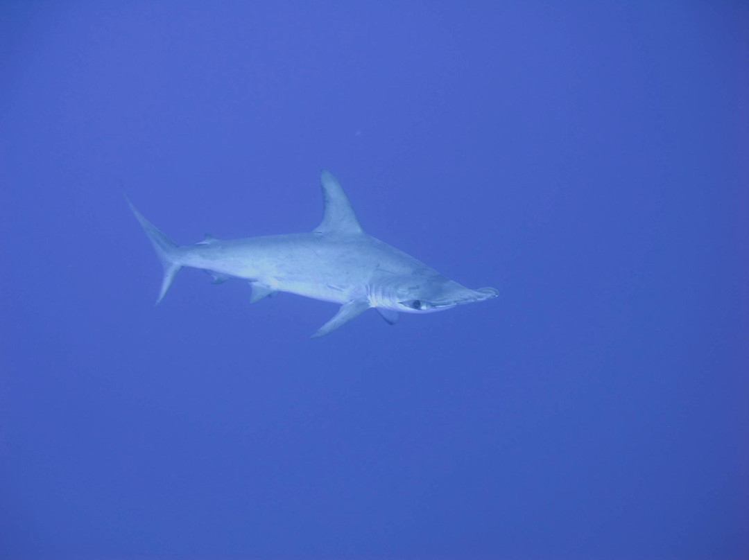 Daedalus Reef Lighthouse-红海和西奈半岛必去景点