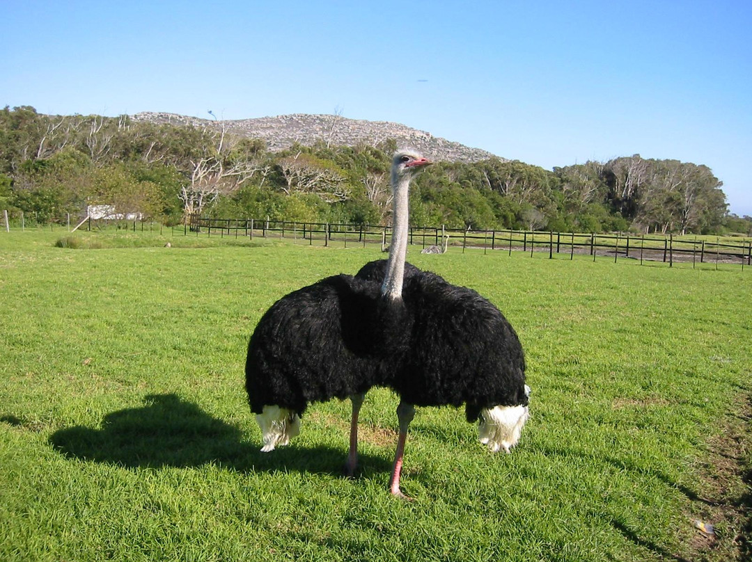 Cape Point Ostrich Farm景点图片