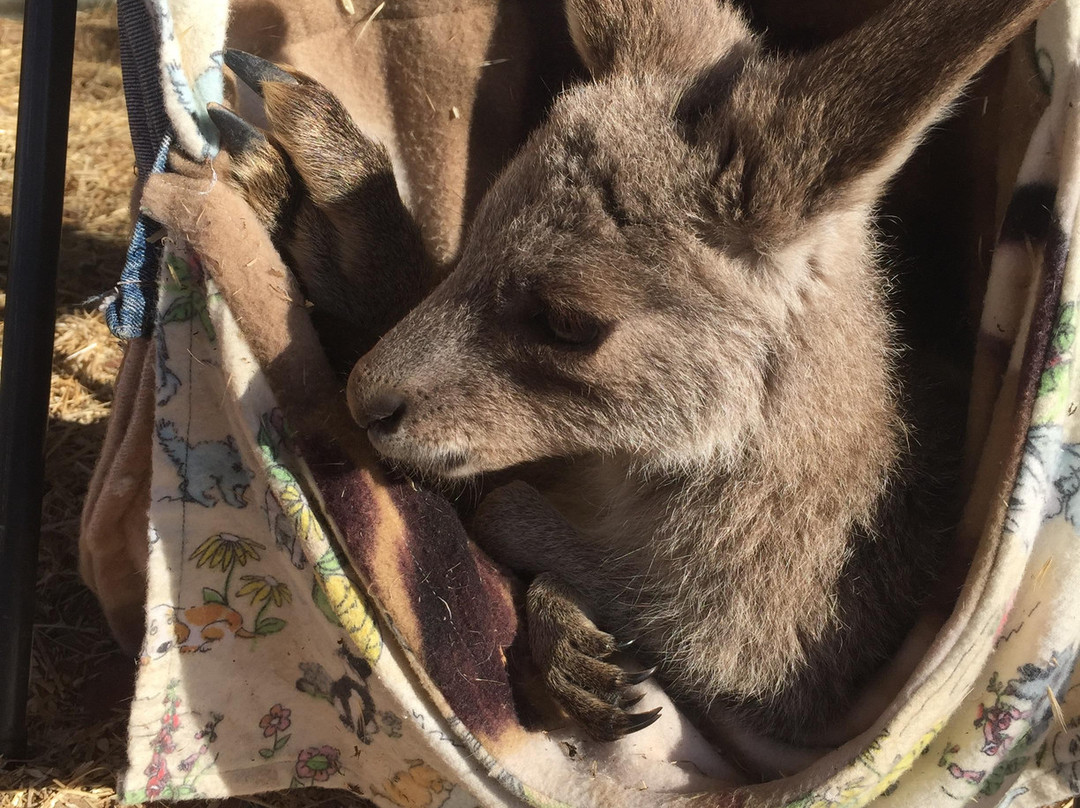 Clunes旅游景点-Tinakori Animal Farm Stay