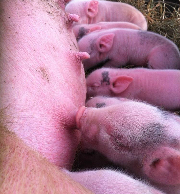 Mace Chasm Farm-Keeseville必去景点