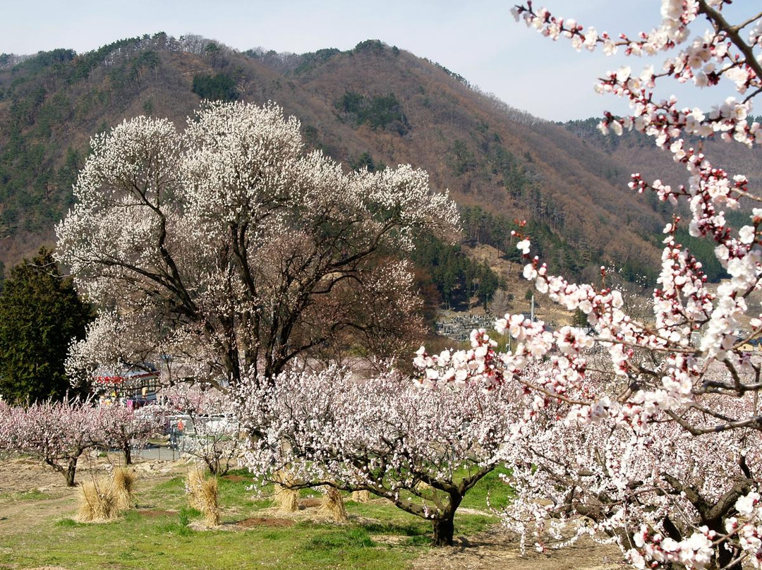 Anzu no Sato Tourist Center-千曲市必去景点