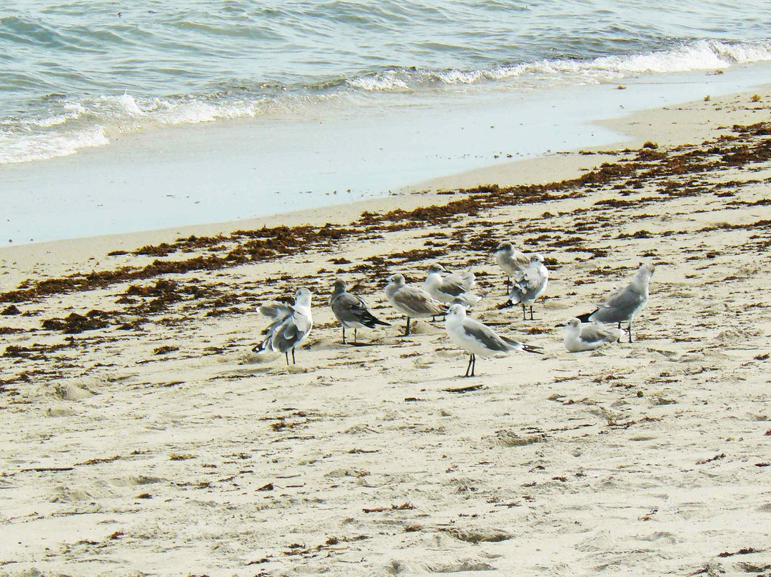 Ocean Park Beach景点图片