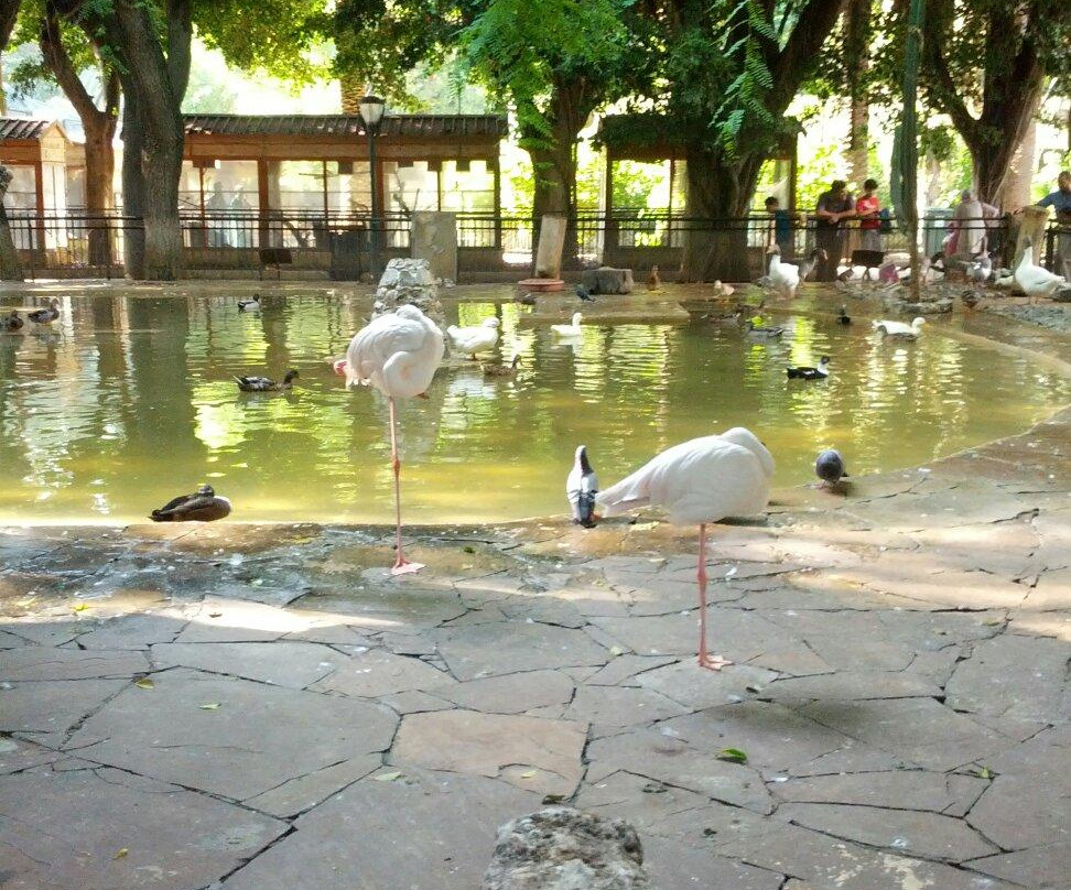 Le Jardin d'Essai du Hamma景点图片