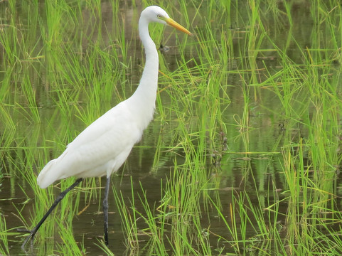 Bali Star Tour - Day Tours-登巴萨必去景点