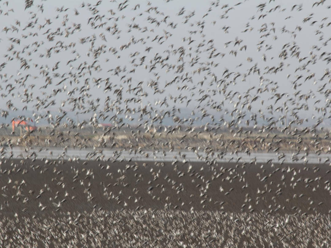 丹东鸭绿江口湿地-东港市必去景点