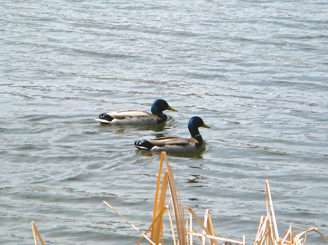 Fish Lake Regional Park-Maple Grove必去景点