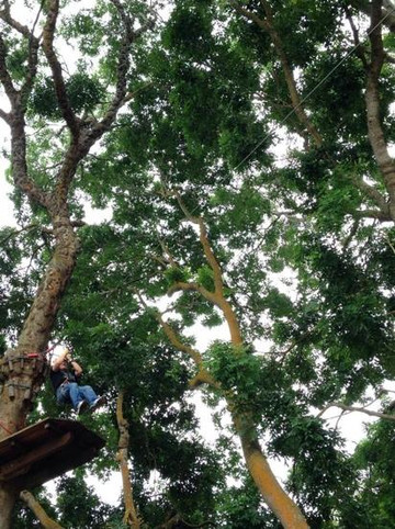 Forest Adventure-新加坡必去景点