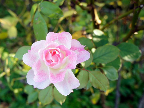 须磨离宫公园-神户市必去景点