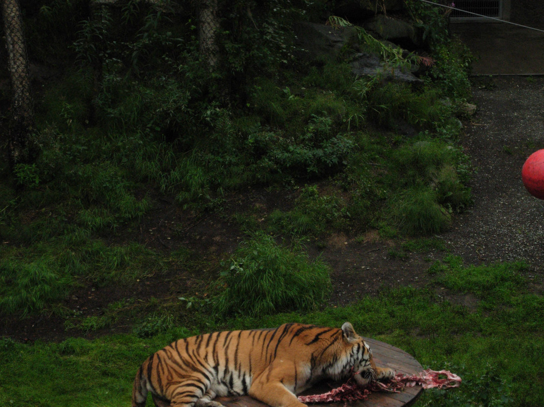 阿拉斯加动物园-安克雷奇必去景点