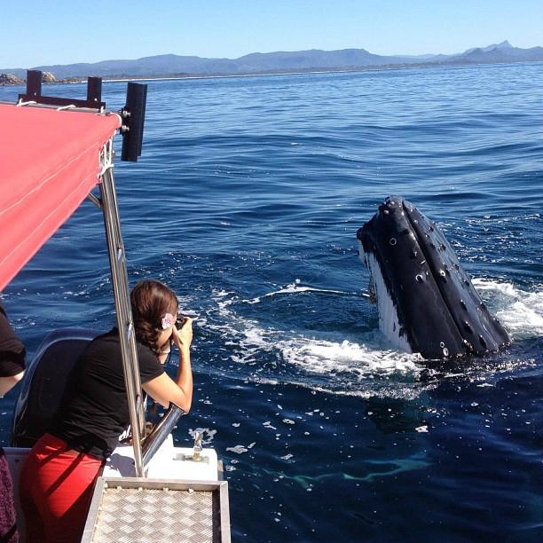 Blue Bay Whale Watching景点图片