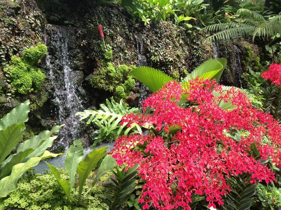 国家兰花园-新加坡必去景点