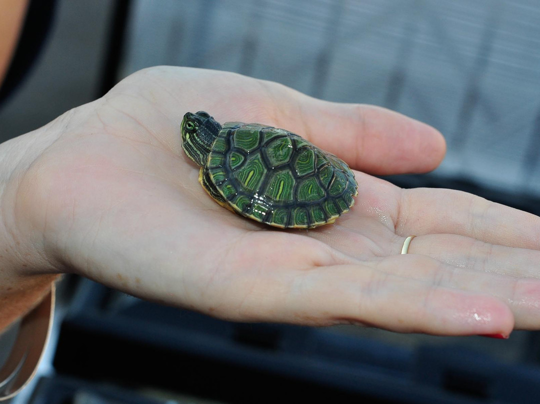 Katzrin Reptile Center-Katzrin必去景点