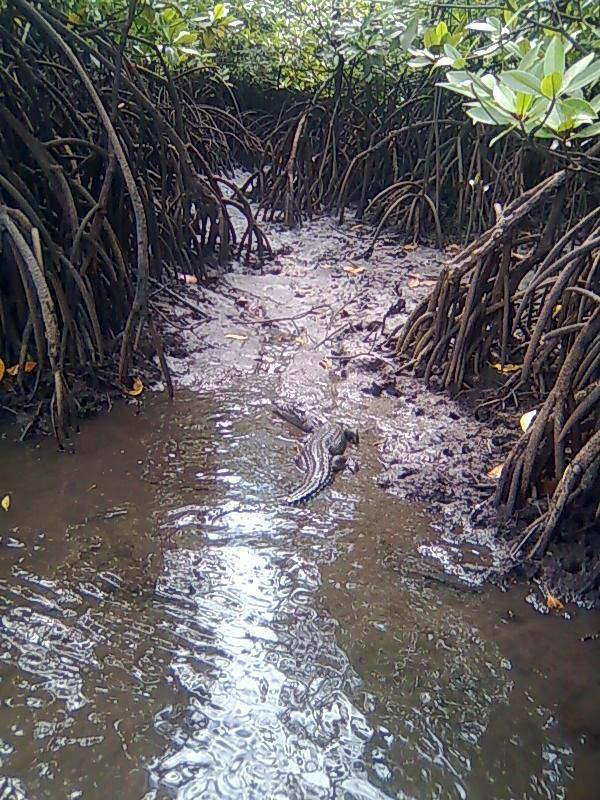 Semporna Proboscis River Cruise-仙本那必去景点
