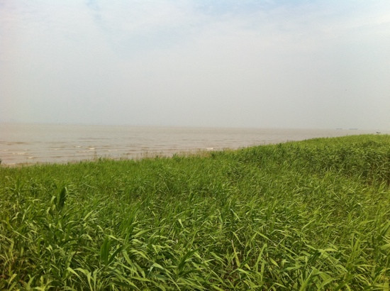 西沙湿地公园-崇明县必去景点