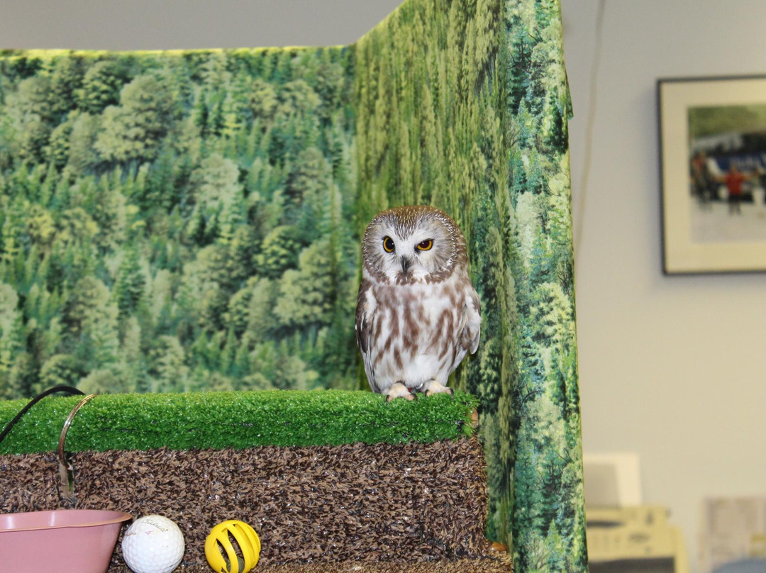 Alaska Raptor Center-锡特卡必去景点