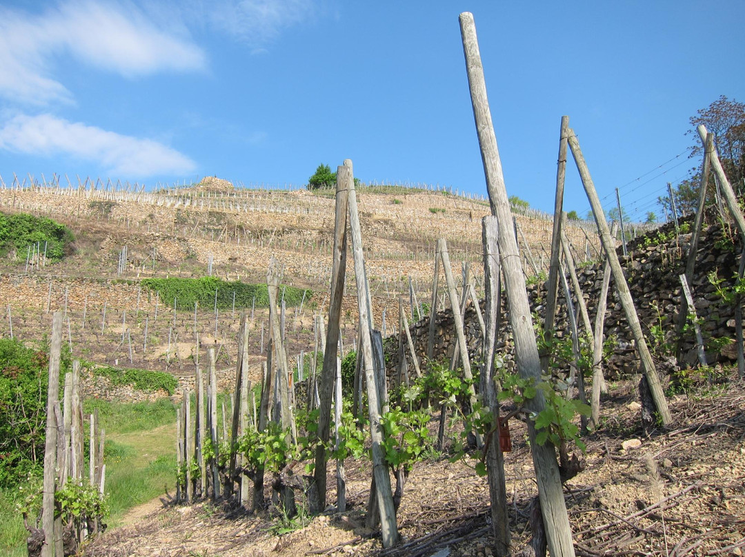 Rhone Wine Tours-尼永必去景点