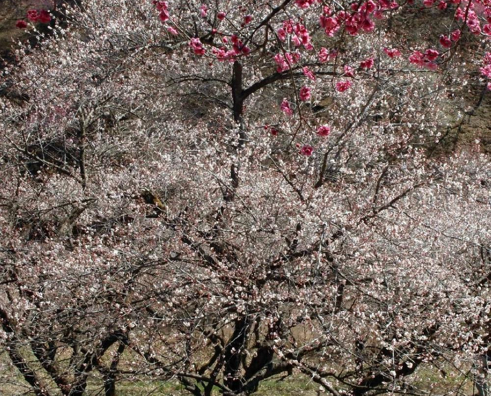 Ome City Ume Park-青梅市必去景点