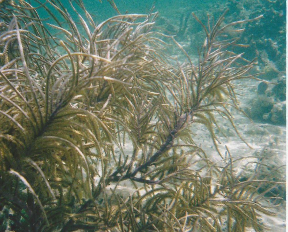 Cistern Cay Beach-伊柳塞拉必去景点