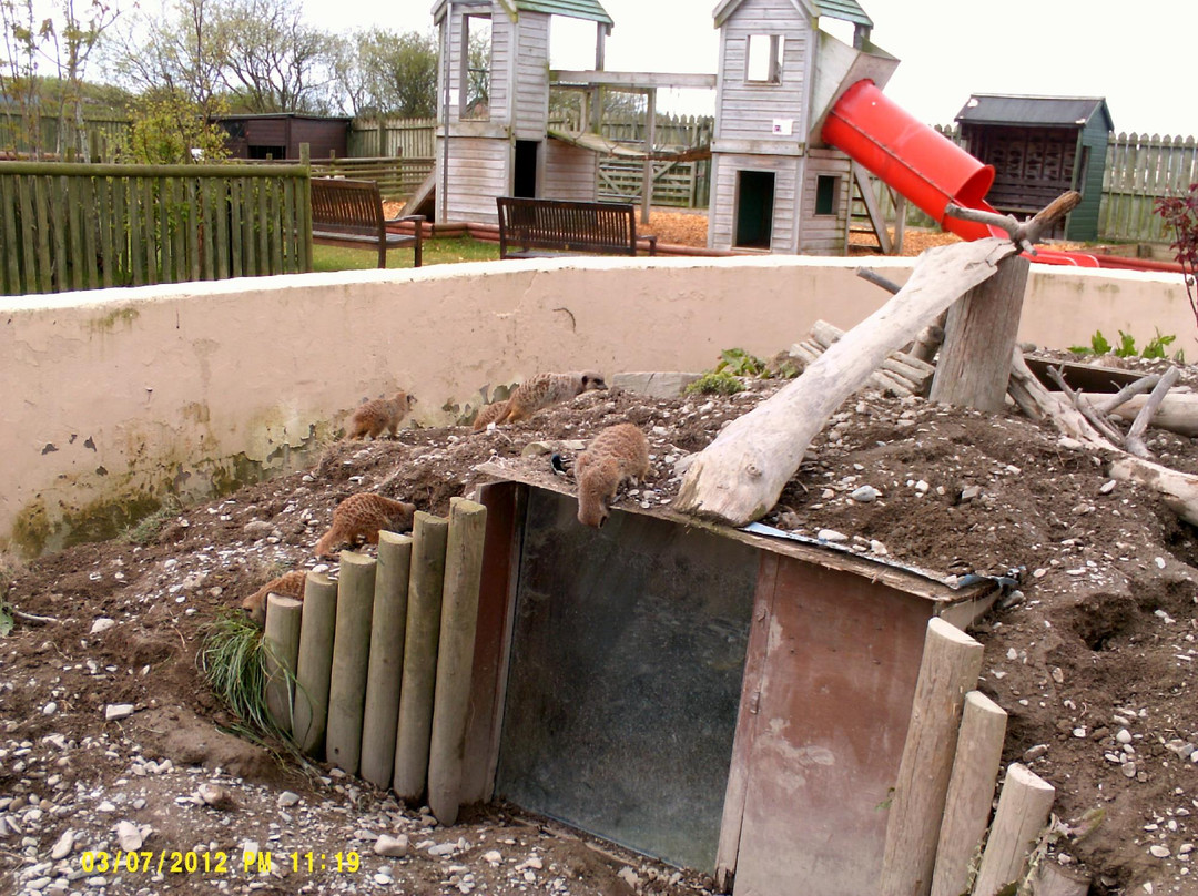 Borth Animalarium-Borth必去景点